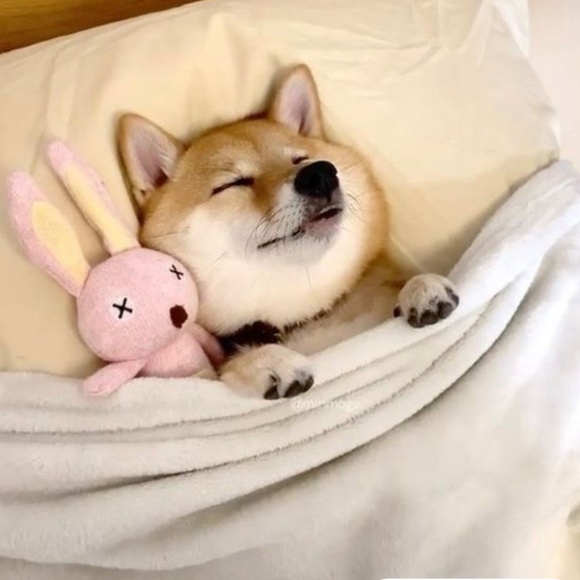 Meet your Posher, Kira - Picture 2 of 2